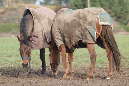 Rugging your Horse