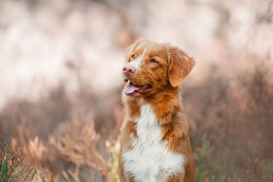 Autumnal challenges for dogs