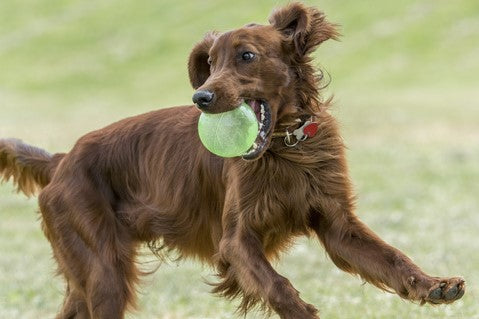 Healthy joints make a happy dog