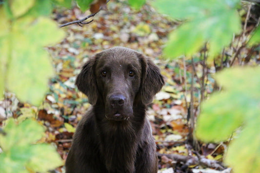 Skin problems and conditions in dogs