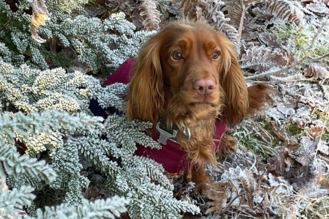 New Year's Resolutions... for dogs!