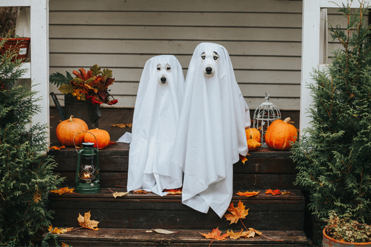 Spooky Season 101