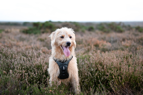 Which dog shampoo is best for you?