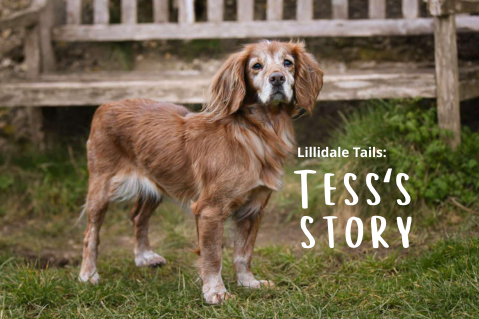 Lillidale Tails: Tess's Story