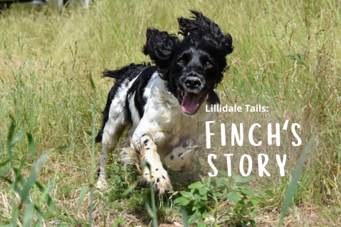 Lillidale Tails: Finch's Story