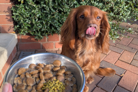 ProJoint for Dogs: FAQs