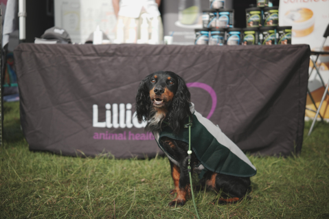 Dogstival 2025: The Best Bits