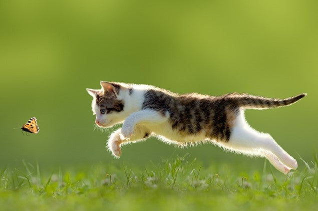 Did you know ProJoint can be used for Cats?