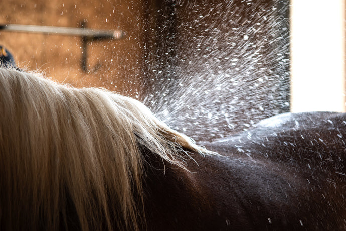 Top Tips for Bathing your Horse