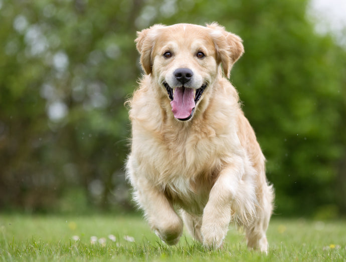 Collagen for Dogs, How Does It Work?