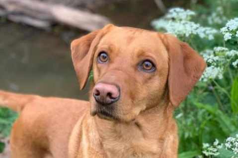 Cleaning Your Dog's Ears