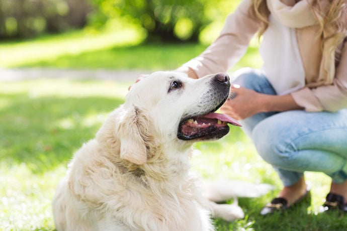 Caring for older dogs