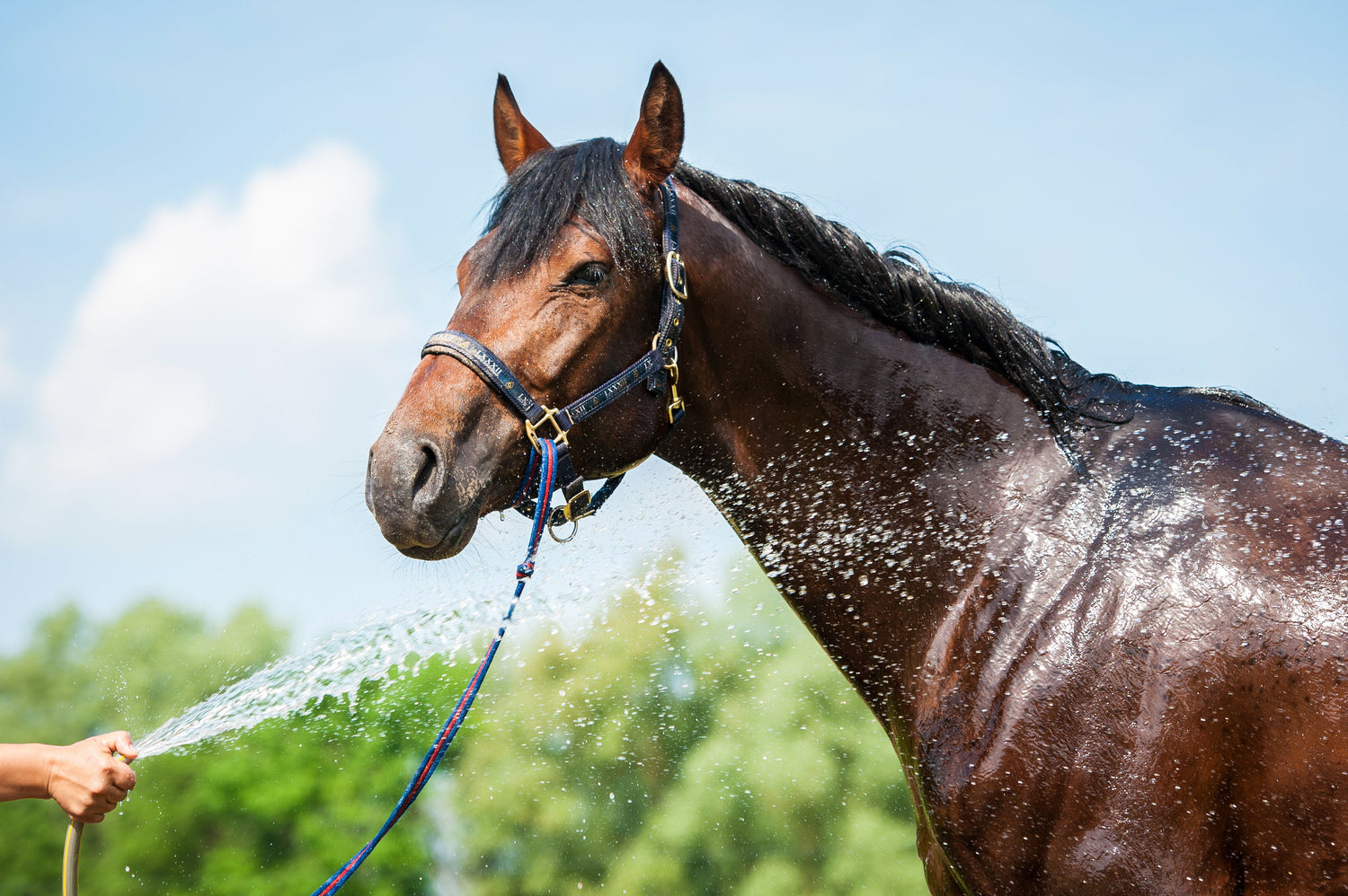 For Horses