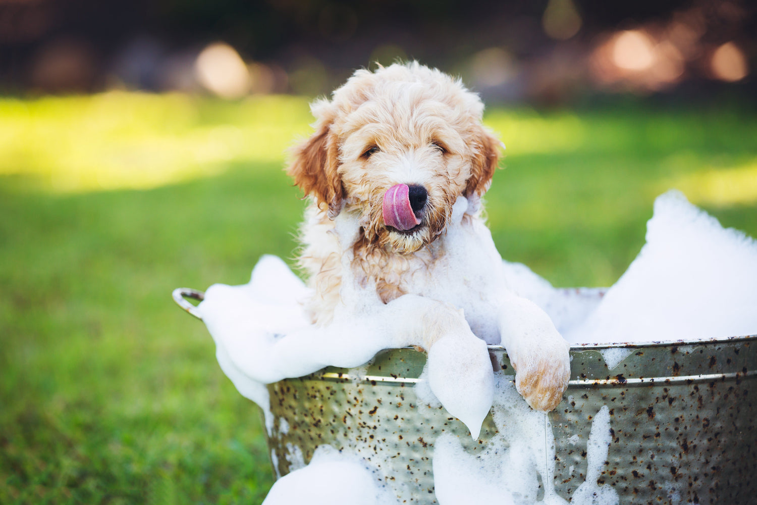 Grooming