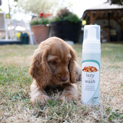 Lazy Daisy Wash For Dogs (No Rinse) LIMITED EDITION
